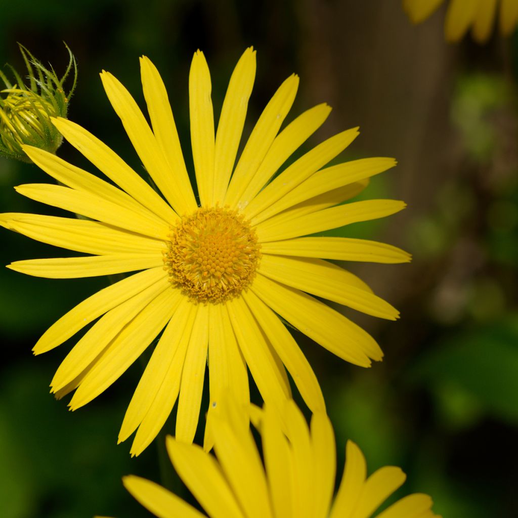 Doronicum pardalianches - Hartbladzonnebloem