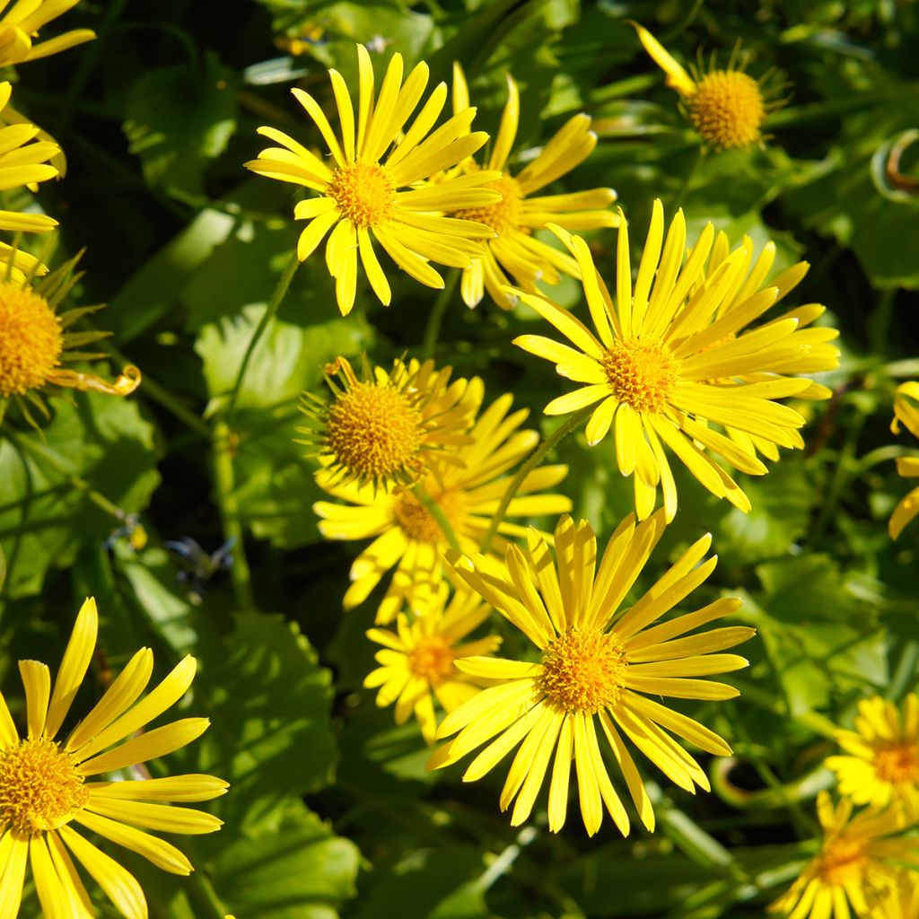 Doronicum orientale Little Leo - Voorjaarszonnebloem