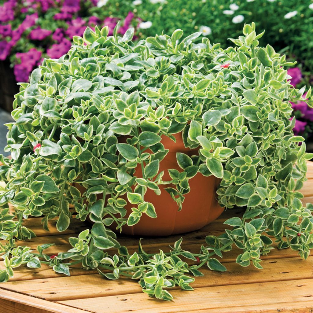 Mesembryanthemum Mezoo - Ijsbloempje