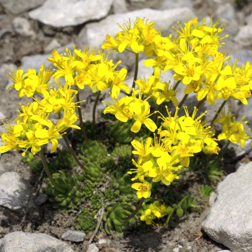 Draba aizoides - Geel hongerbloempje
