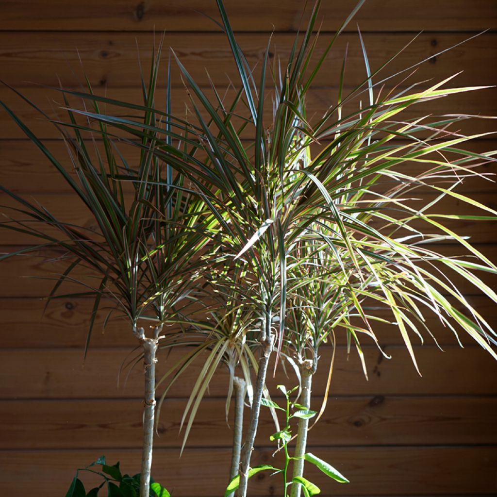 Dracaena reflexa var. angustifolia Bicolor - Drakenbloedboom