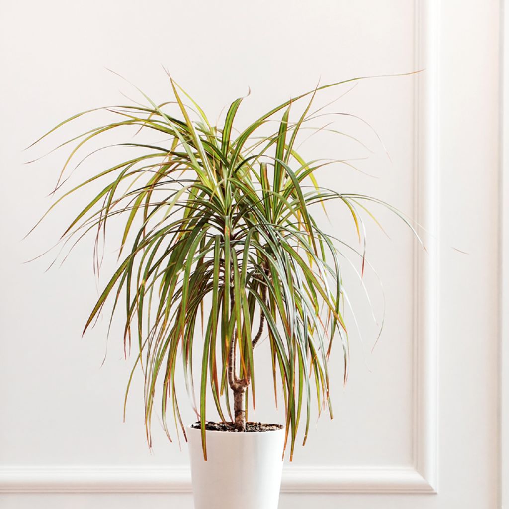 Dracaena reflexa var. angustifolia Bicolor - Drakenbloedboom