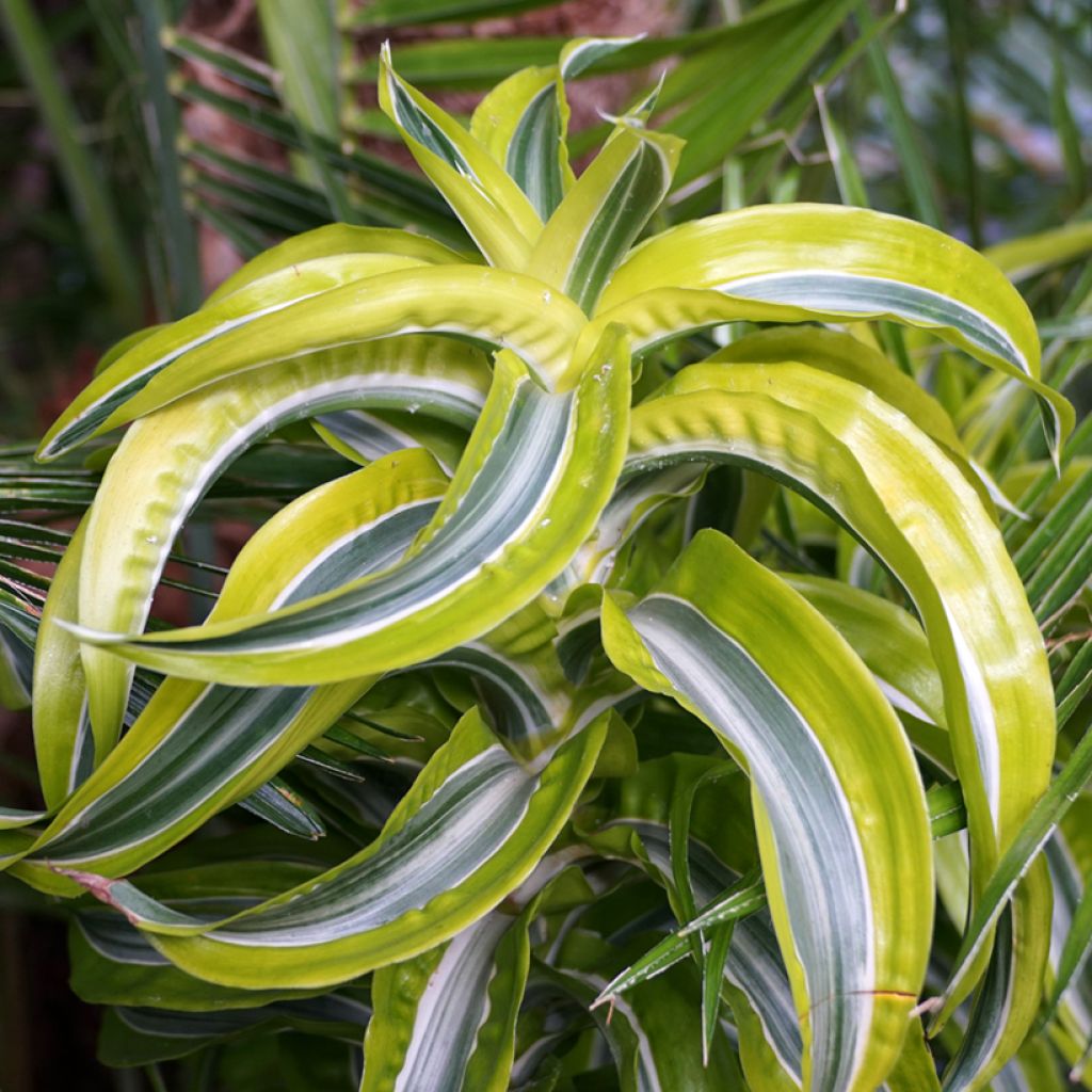 Dracaena fragrans Lemon Surprise - Drakenbloedboom