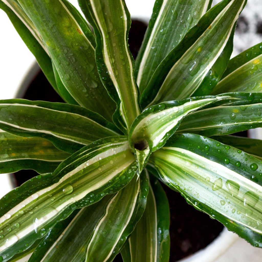 Dracaena fragrans Malaika - Drakenbloedboom