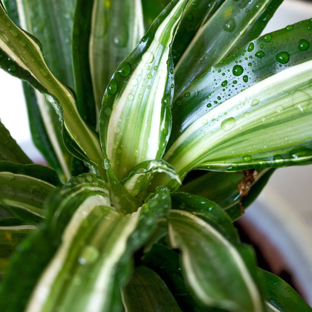 Dracaena fragrans Malaika - Drakenbloedboom