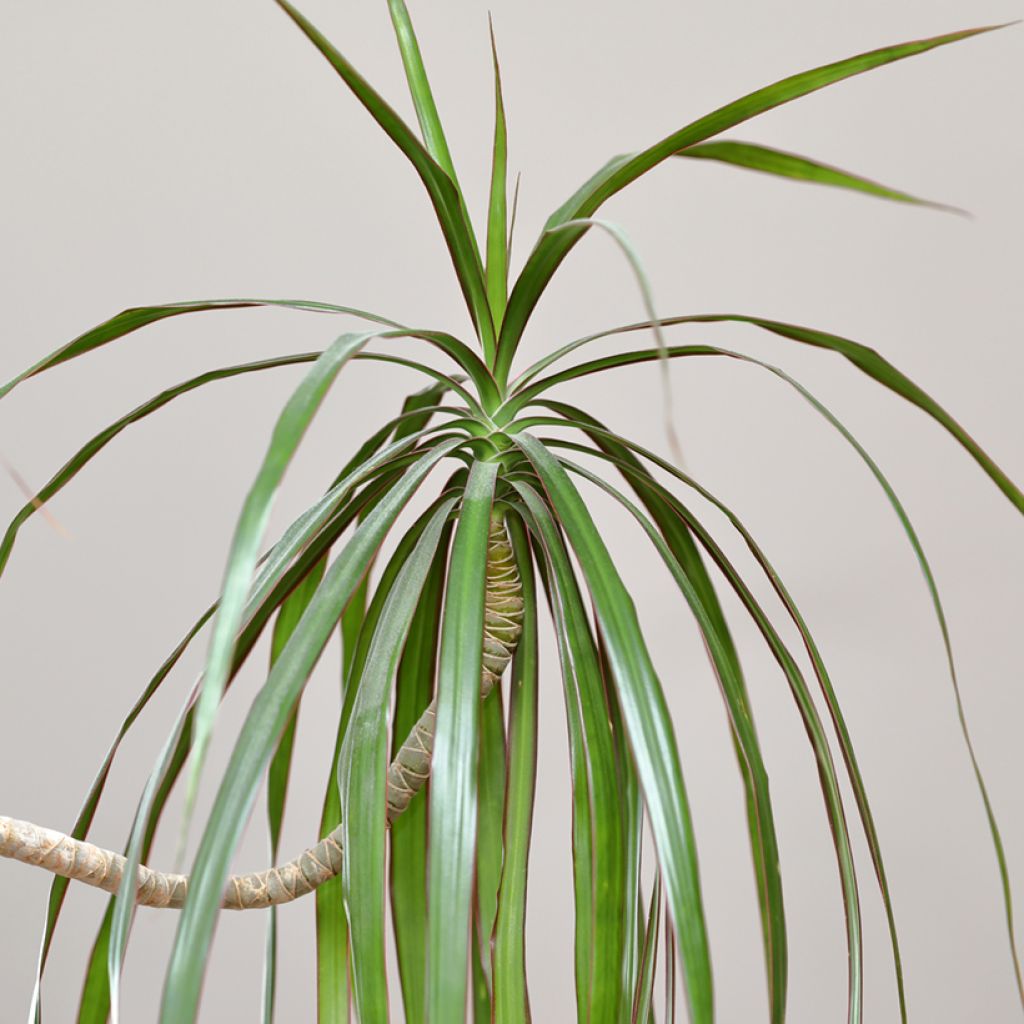 Dracaena marginata - Drakenbloedboom
