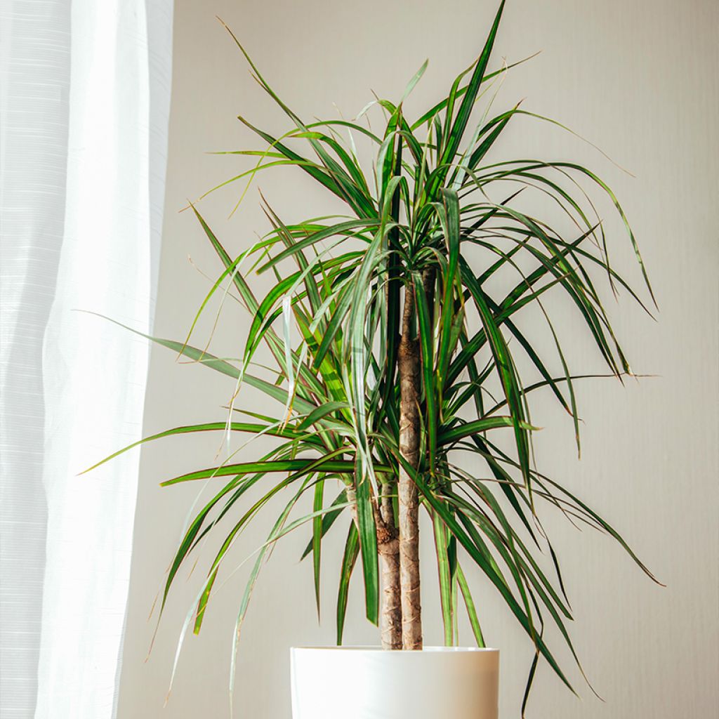 Dracaena marginata - Drakenbloedboom