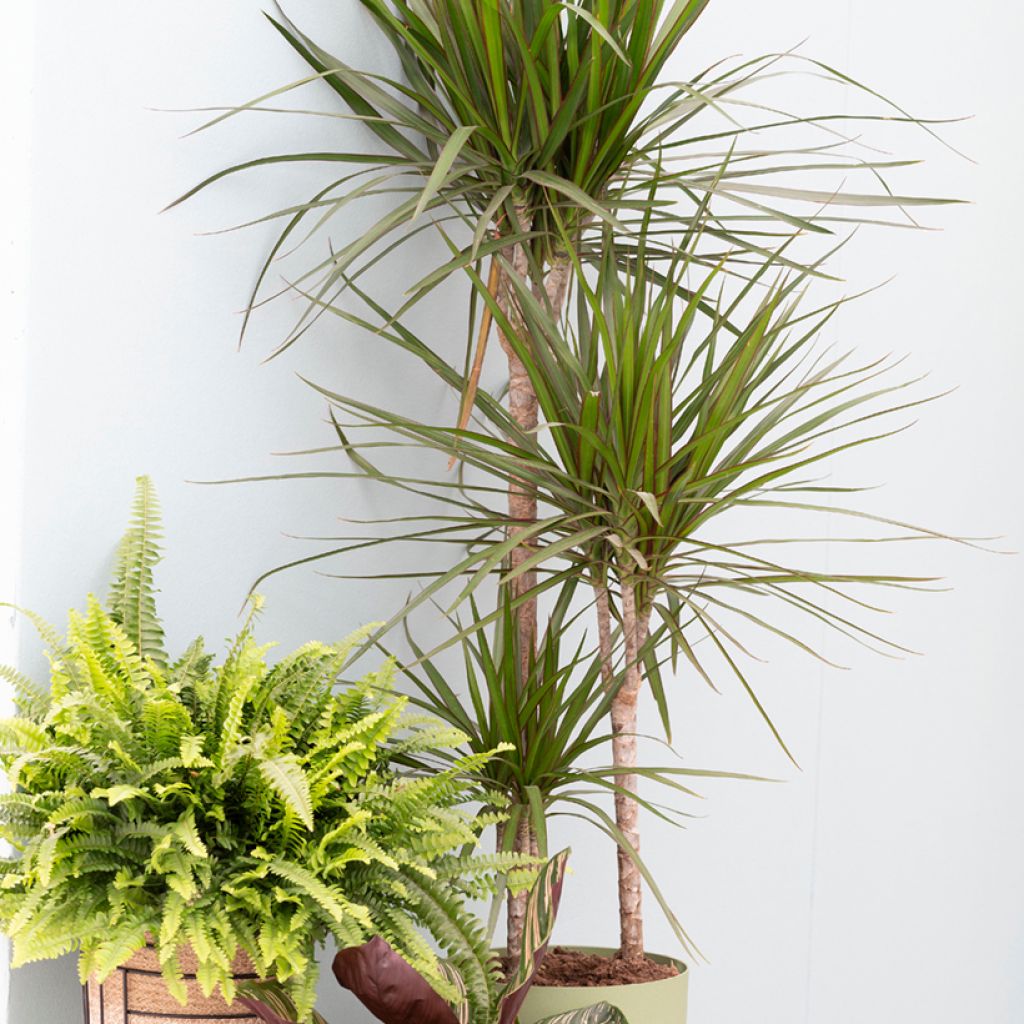 Dracaena marginata - Drakenbloedboom