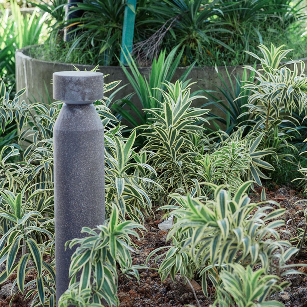 Dracaena fragrans White Jewel - Drakenbloedboom