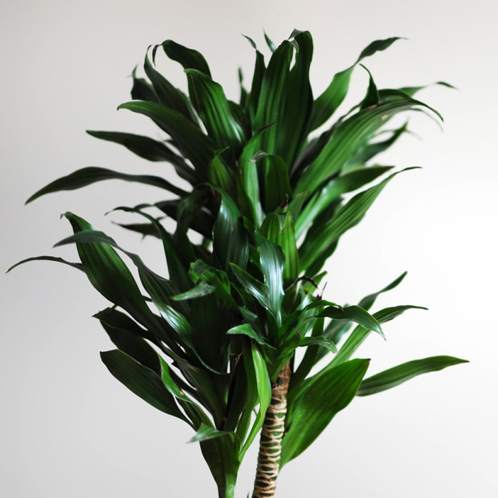 Dracaena fragrans Janet Craig - Drakenbloedboom
