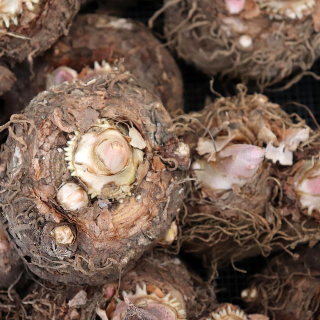 Dracunculus vulgaris - Drakenwortel