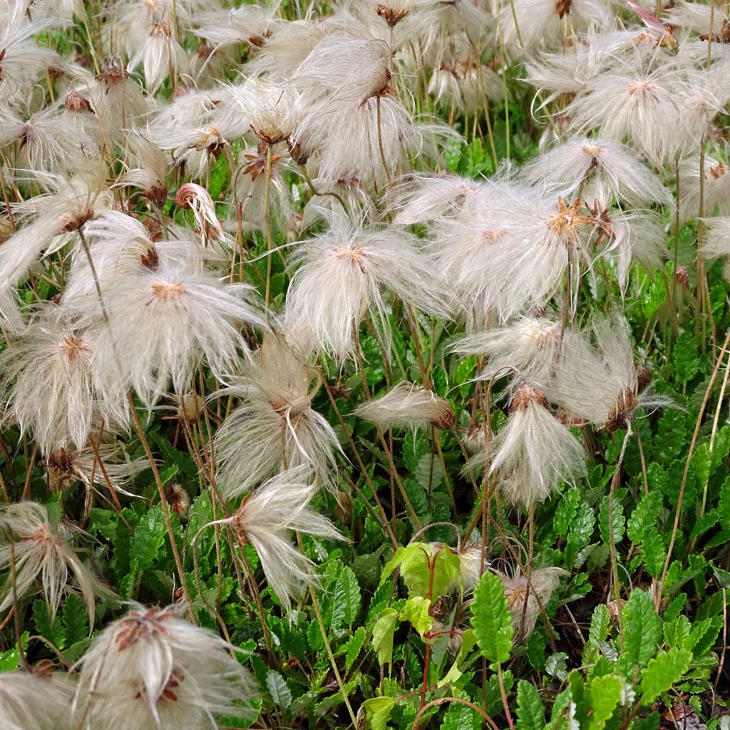 Dryas suendermannii - Dryade