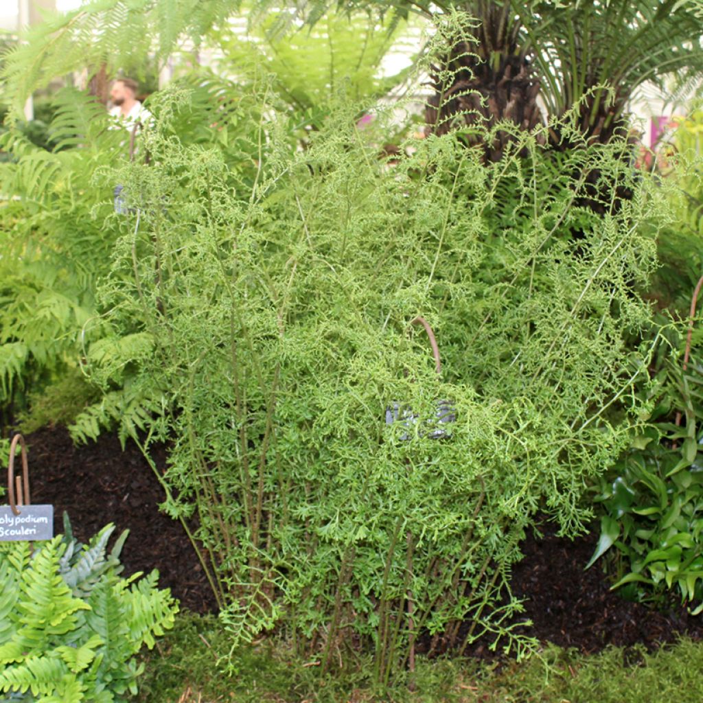 Dryopteris filix-mas Linearis Polydactyla - Mannetjesvaren
