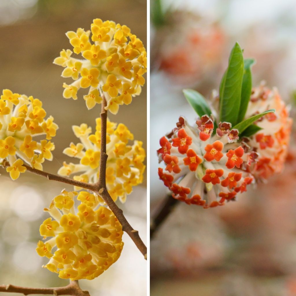 Duo Edgeworthia's - Winterbloei