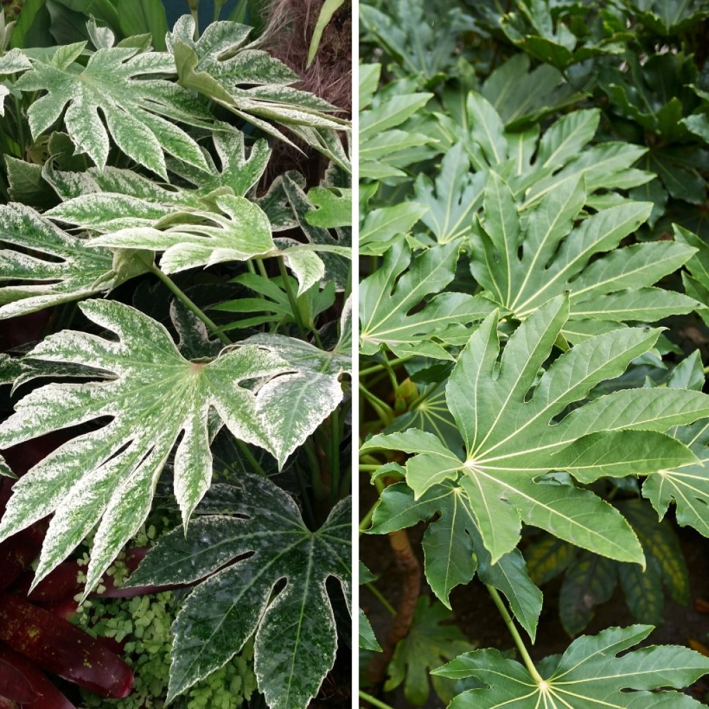 Duo Fatsia's voor een Exotische Sfeer