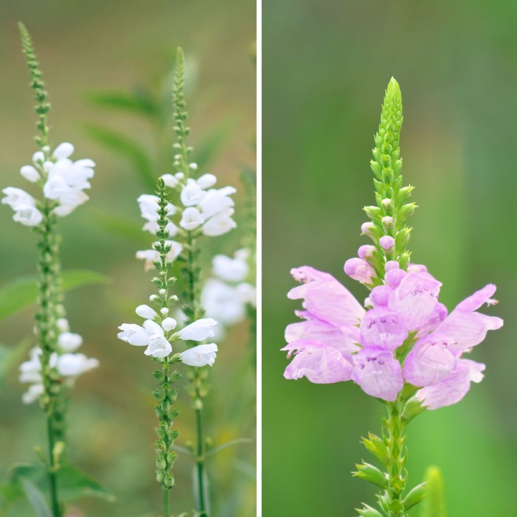 Duo Physostegia wit en roos