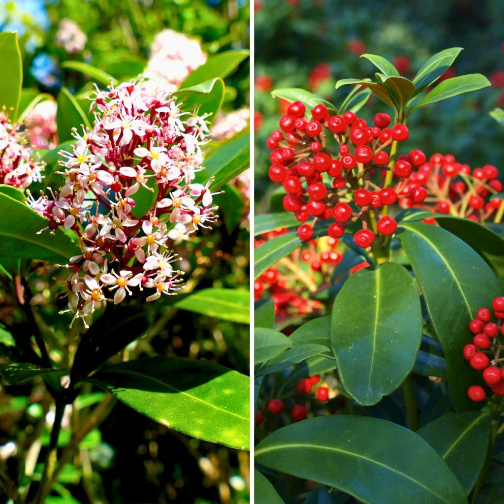 Skimmia Duo (mannelijk en vrouwelijk)
