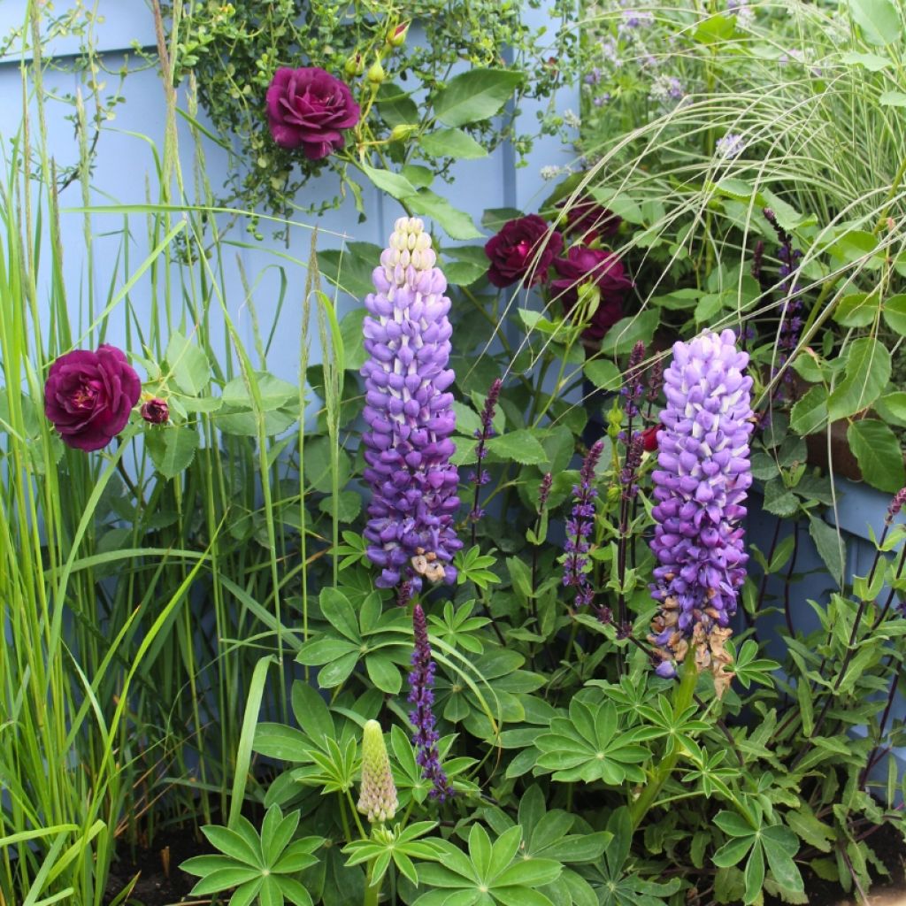 Duo Landelijk - Rozestruik David Austin Munstead Wood en Lupine De Gentleman (The Governor)