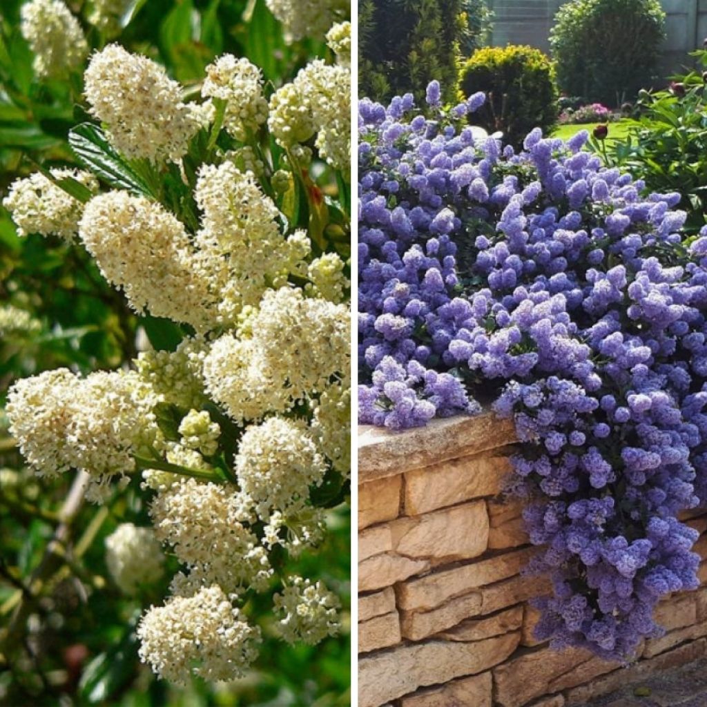 Duo wintergroene ceanothus Wit Blauw