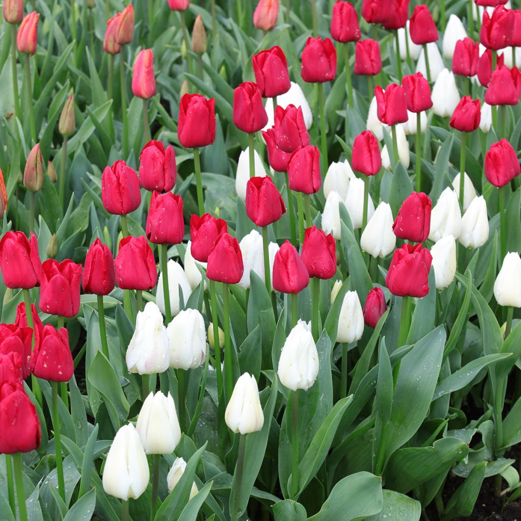 Duo tulpen Contrast rood en wit