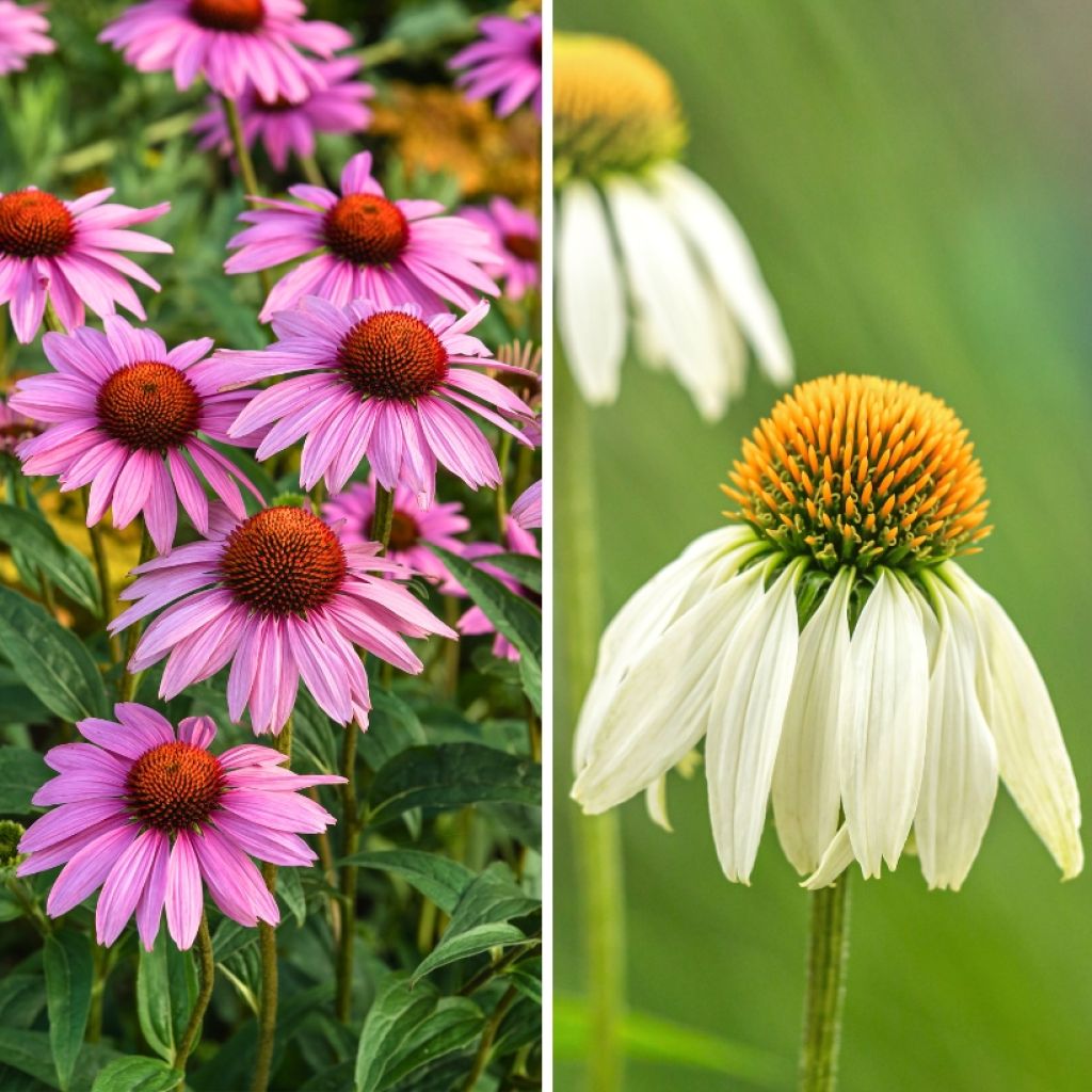 Duo Echinacea tegen een scherpe prijs