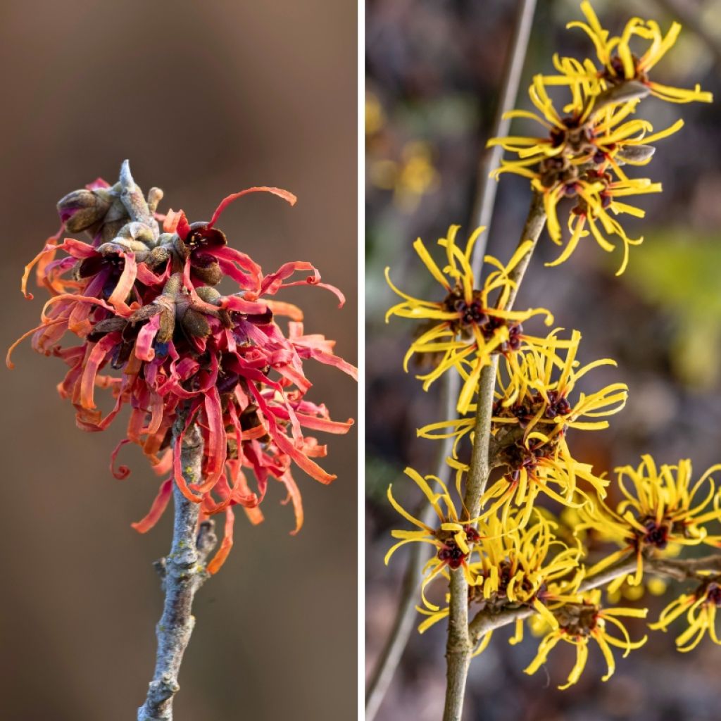 Duo Hamamelis - Toverhazelaar geel en rood
