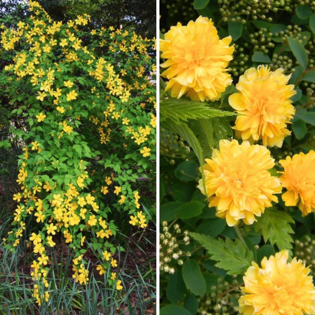 Duo Kerria's - Japanse roos