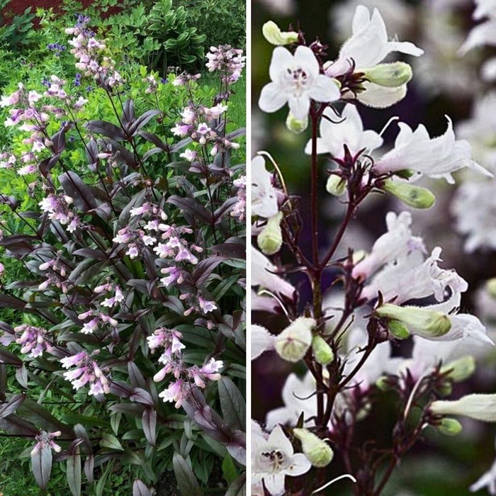 Duo penstemons met paars loof