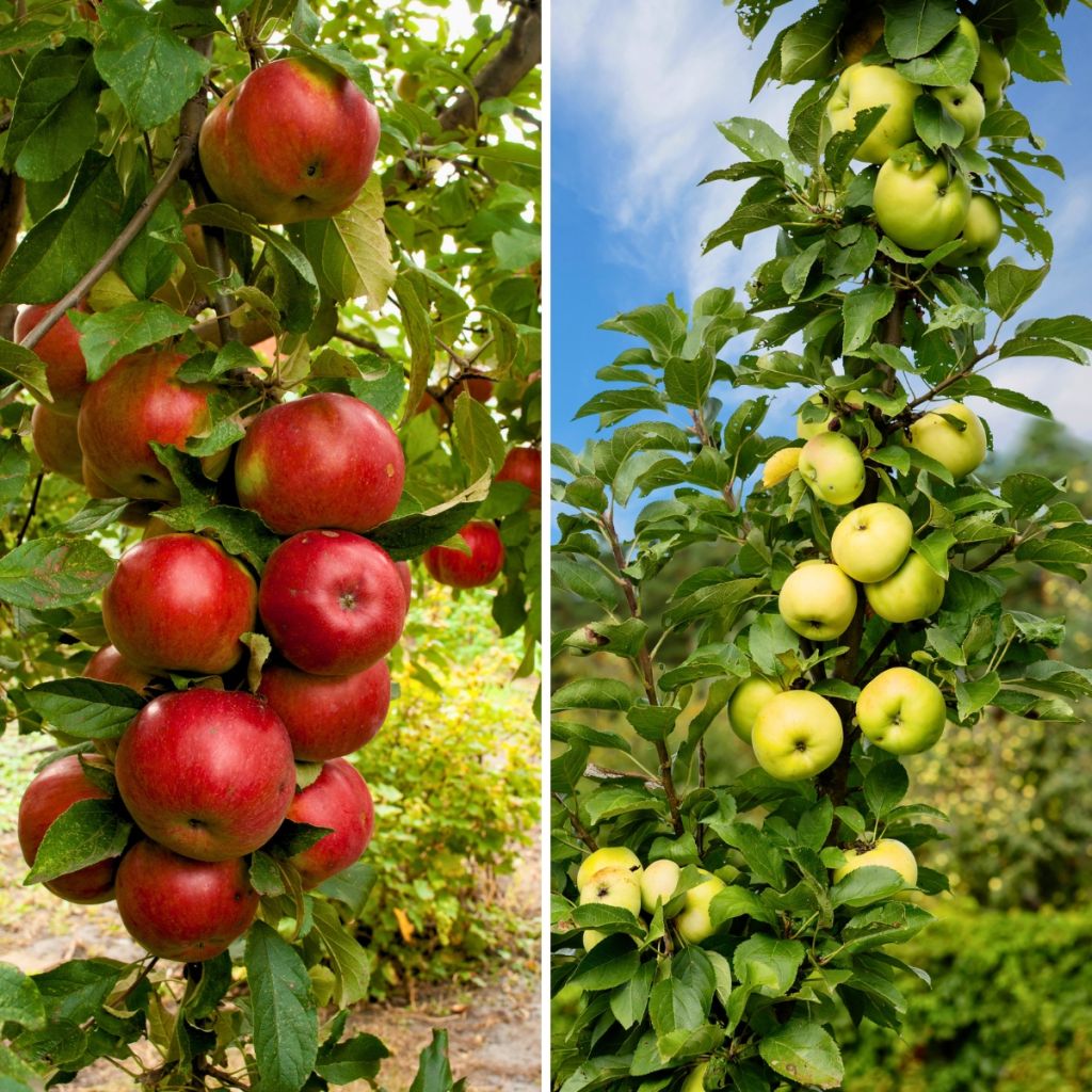Duo bestuivende zuilappelbomen