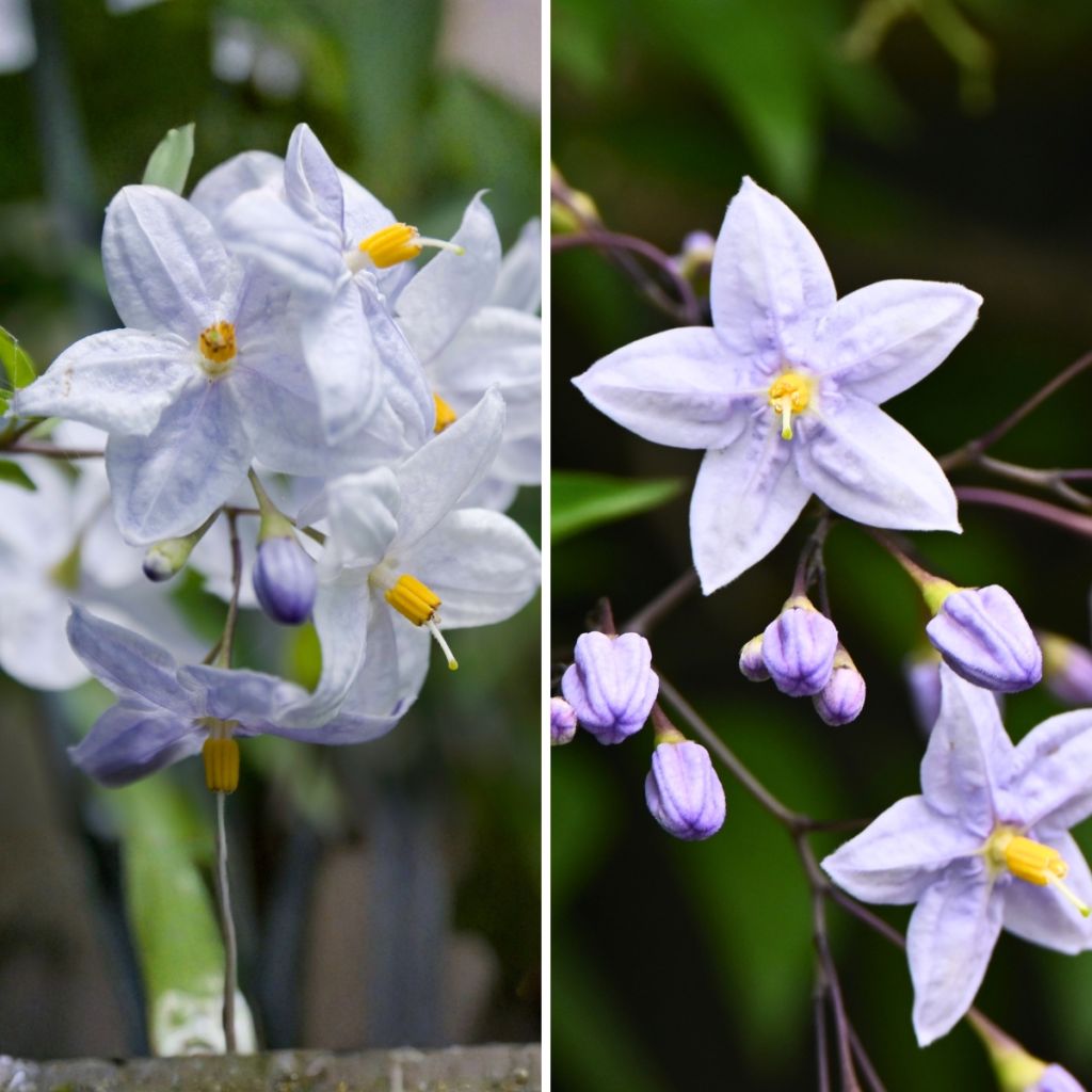 Duo Solanum jasminoides - siernachtschade