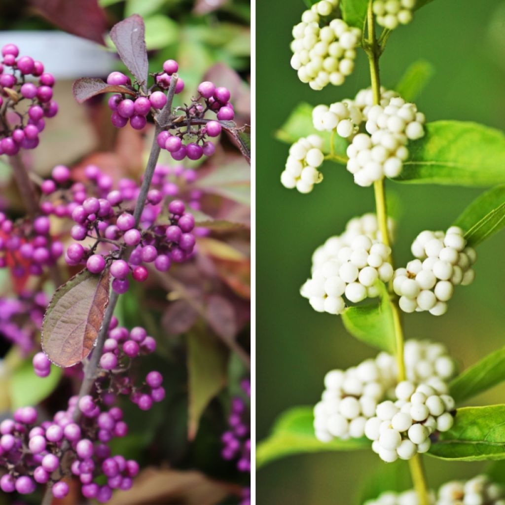 Duo Callicarpas - Sierstruiken met decoratieve bessen