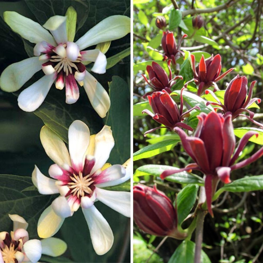 Duo Calycanthus - Anemoonbomen