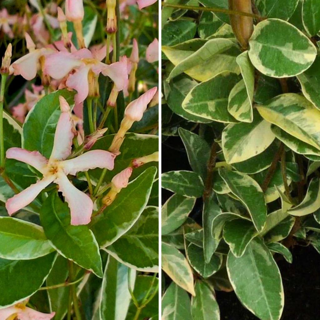 Duo Sterjasmins met bont blad