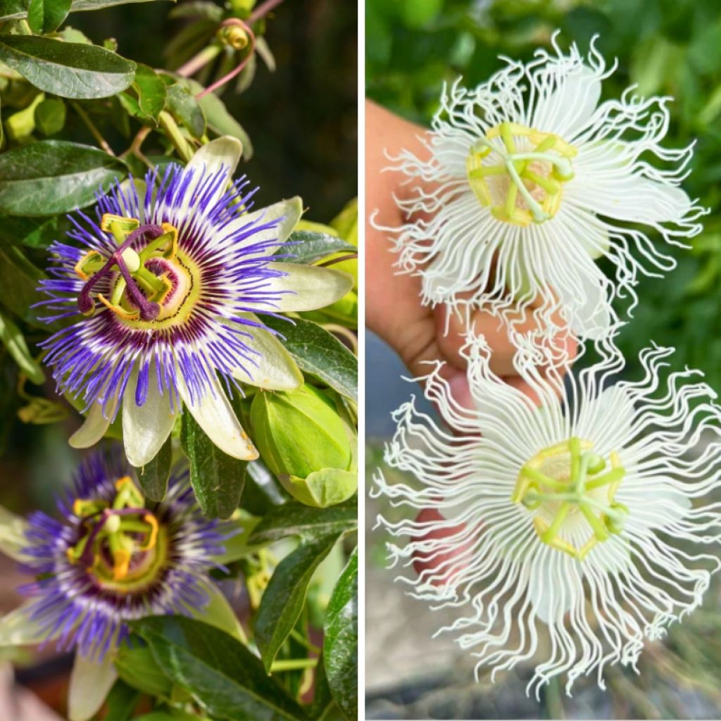 Duo Winterharde Passiebloemen tot -12 °C