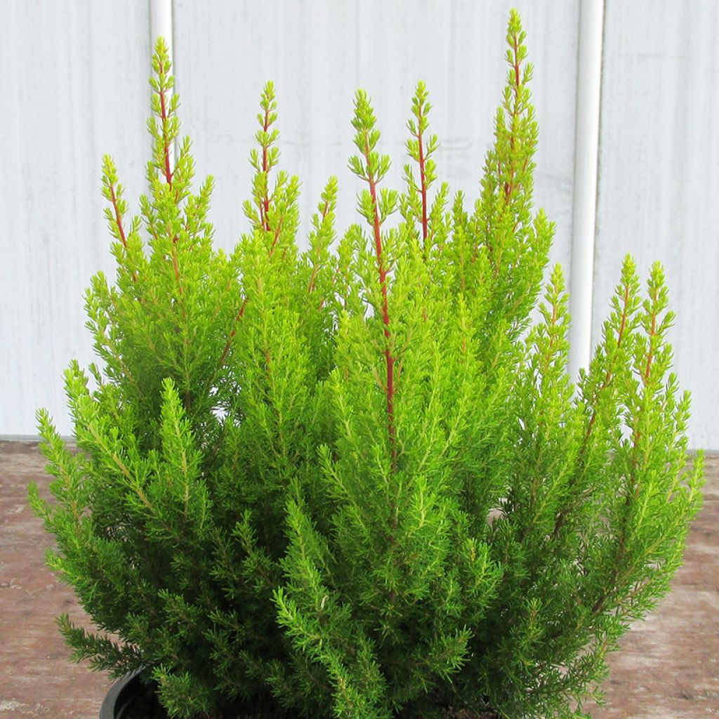 Erica arborea Estrella Gold - Boomheide