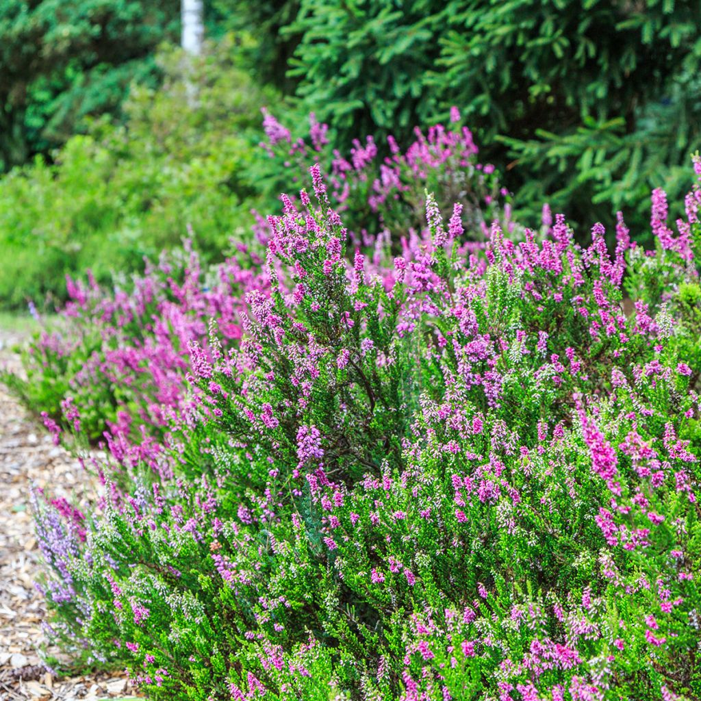 Erica carnea Foxhollow - Sneeuwheide