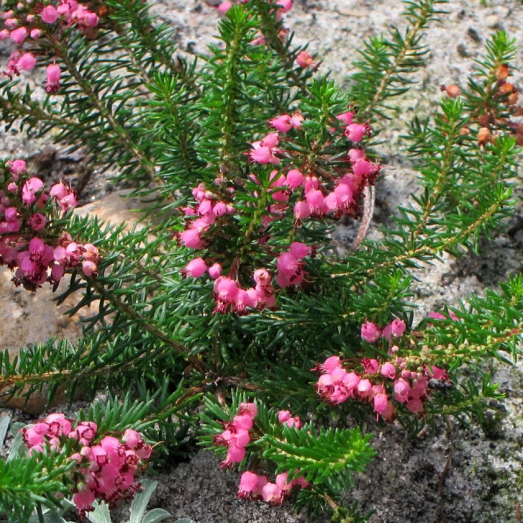 Erica vagans Mrs D.F. Maxwell - Zwerfheide