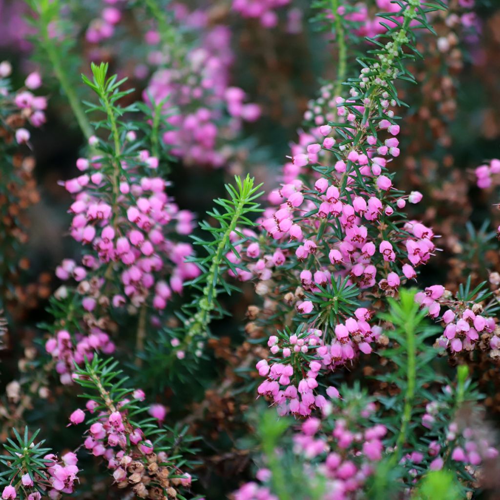 Erica vagans Mrs D.F. Maxwell - Zwerfheide