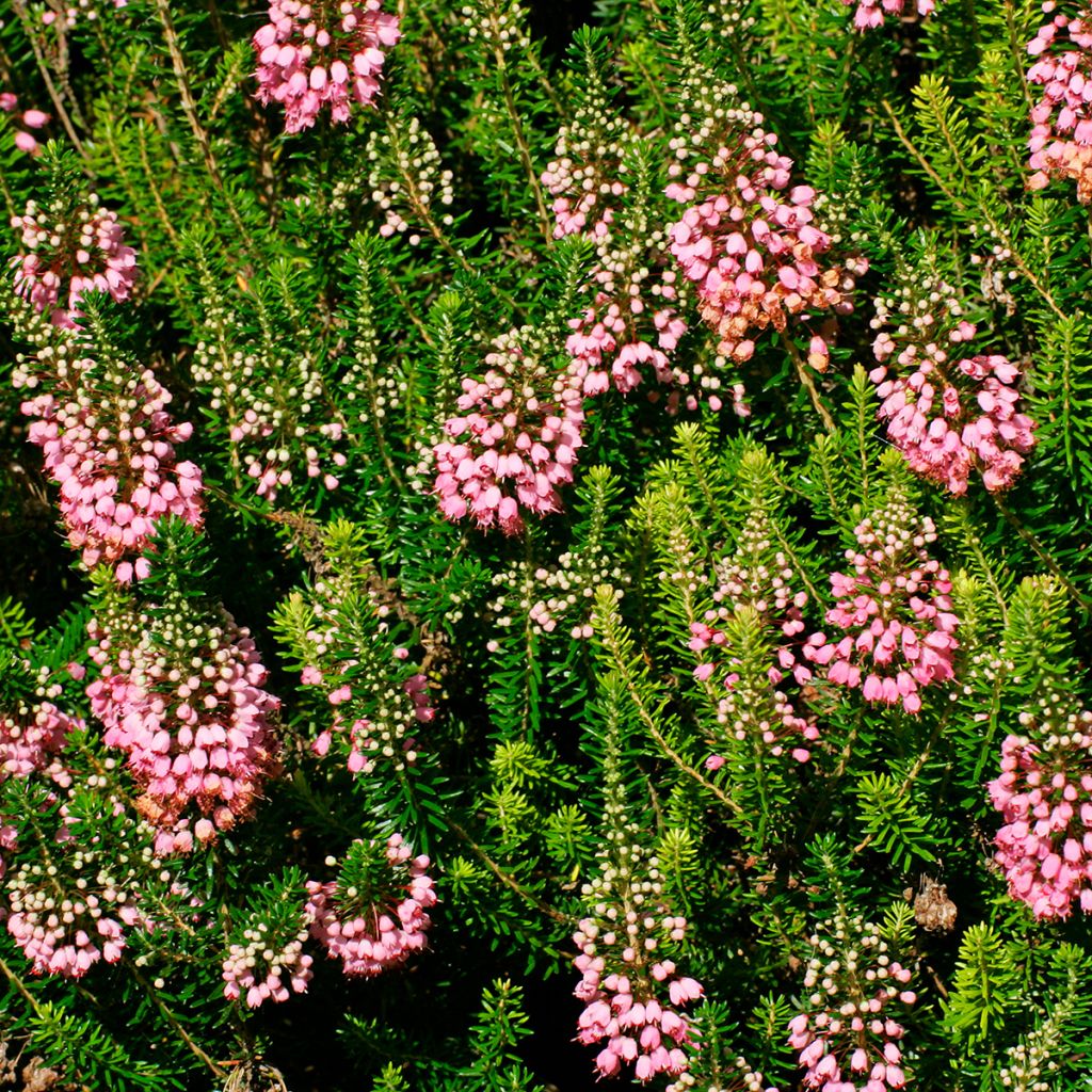 Erica vagans St Keverne - Zwerfheide