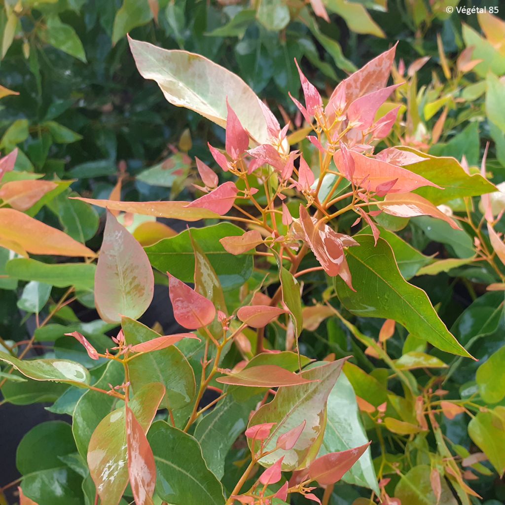 Eucalyptus gomphocephala Kaduri - Gomboom