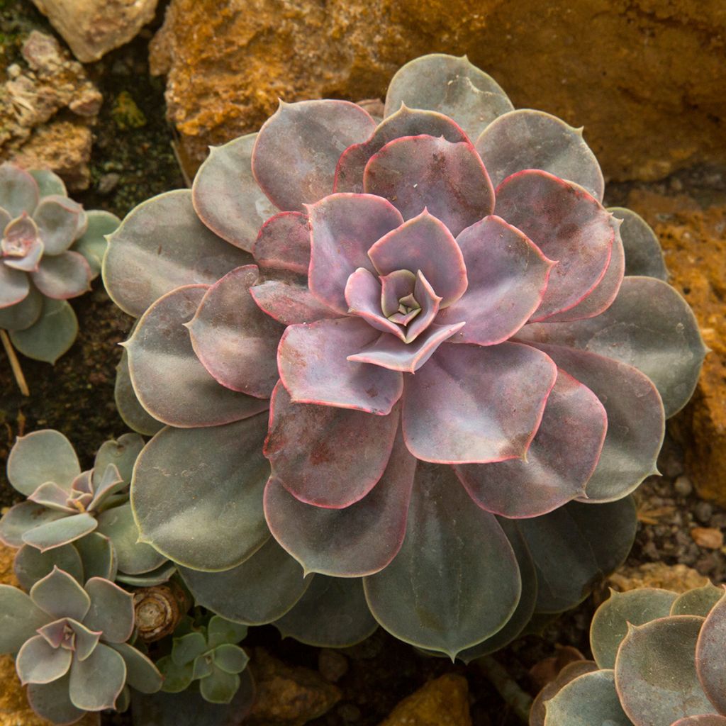 Echeveria Perle Von Nürnberg - Mexicaanse sneeuwbal