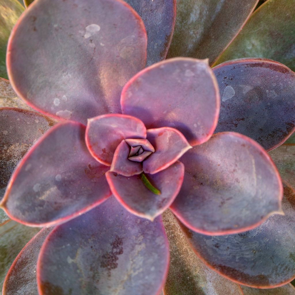 Echeveria Perle Von Nürnberg - Mexicaanse sneeuwbal