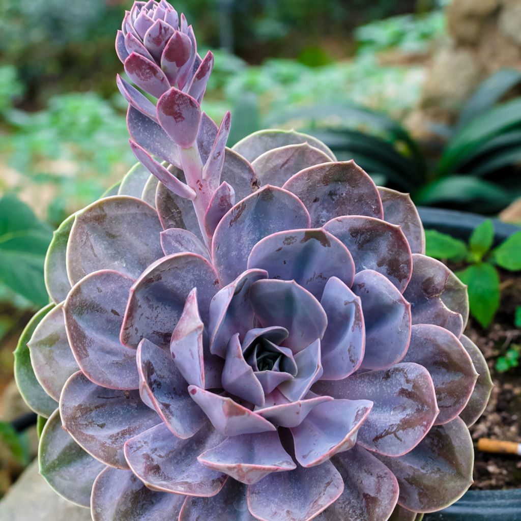 Echeveria Perle Von Nürnberg - Mexicaanse sneeuwbal