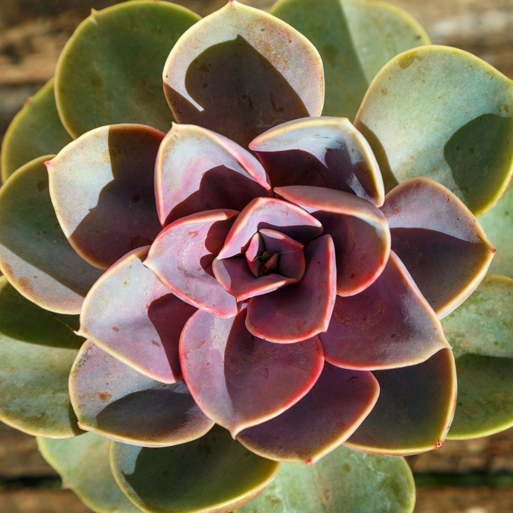 Echeveria Perle Von Nürnberg - Mexicaanse sneeuwbal