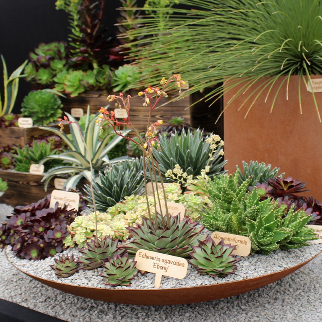 Echeveria agavoides Ebony