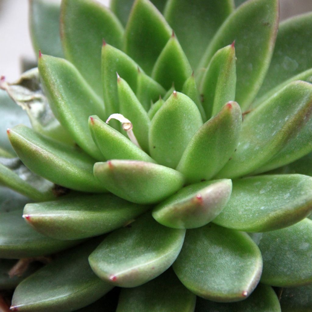 Echeveria agavoides - Mexicaanse sneeuwbal