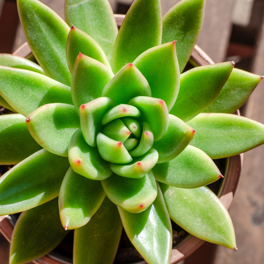 Echeveria agavoides - Mexicaanse sneeuwbal