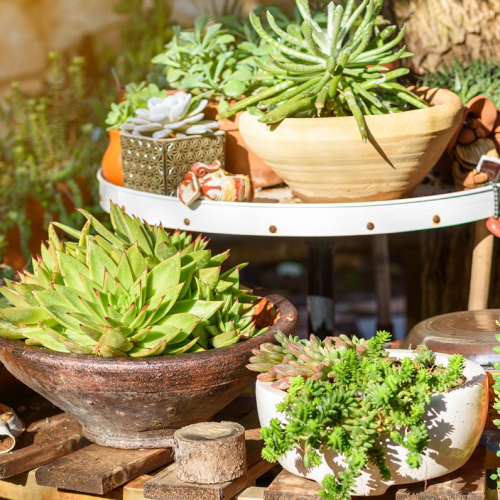 Echeveria agavoides - Mexicaanse sneeuwbal