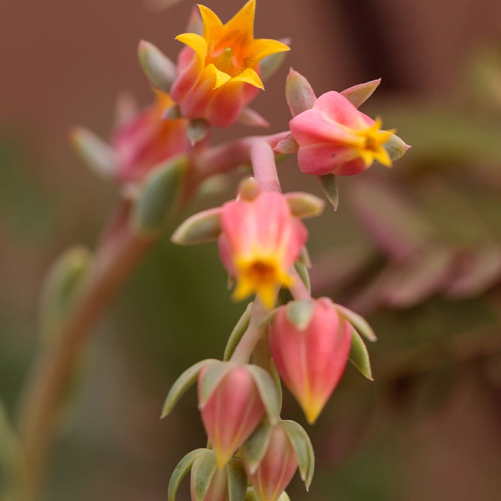 Echeveria derenbergii - Mexicaanse sneeuwbal