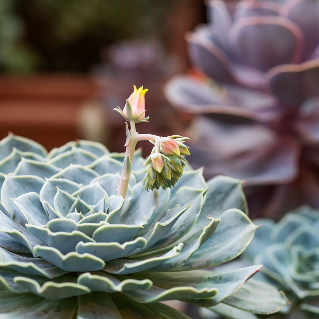 Echeveria derenbergii - Mexicaanse sneeuwbal